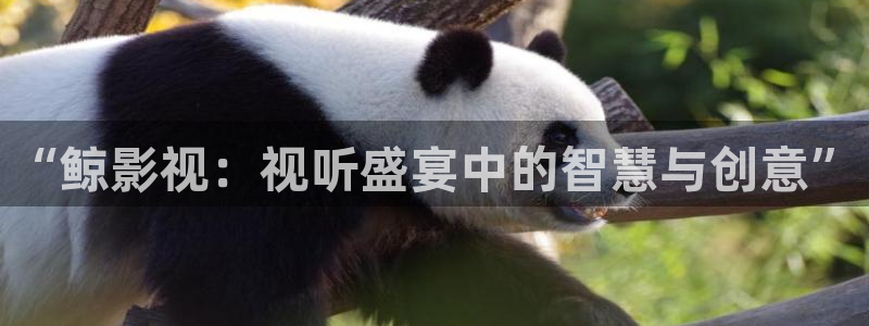 小小影院韩国：“鲸影视：视听盛宴中的智慧与创意”